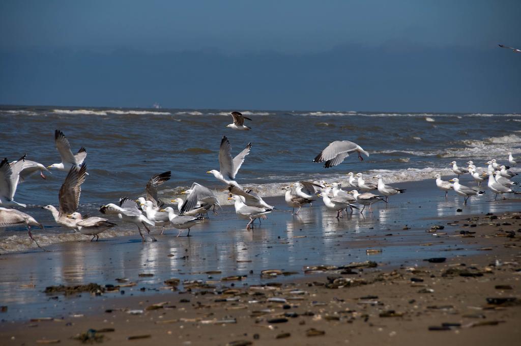 Berrie's Sea View * Zandvoort